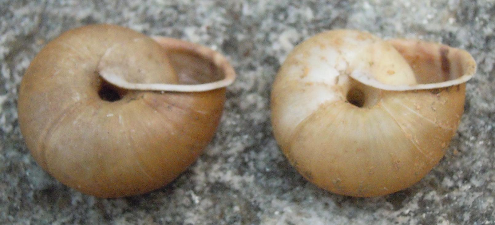 Chilostoma  padanum da Rorà (TO)